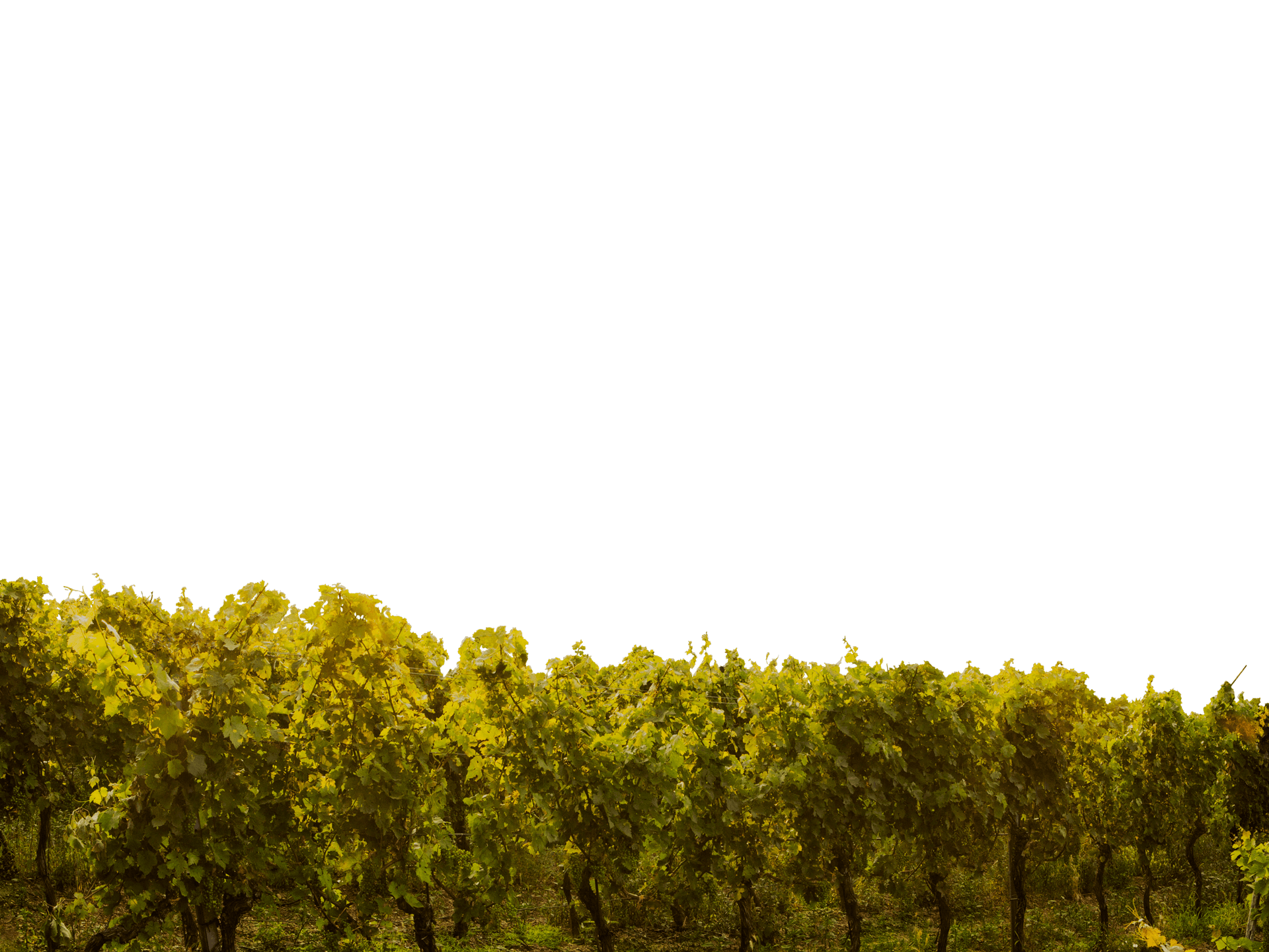 Weinberg in Niederösterreich Hecke