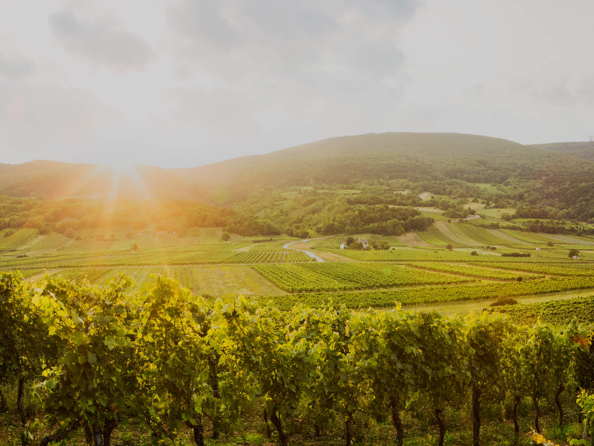 Weinberg in Niederösterreich Weinberg im Sonnenuntergang