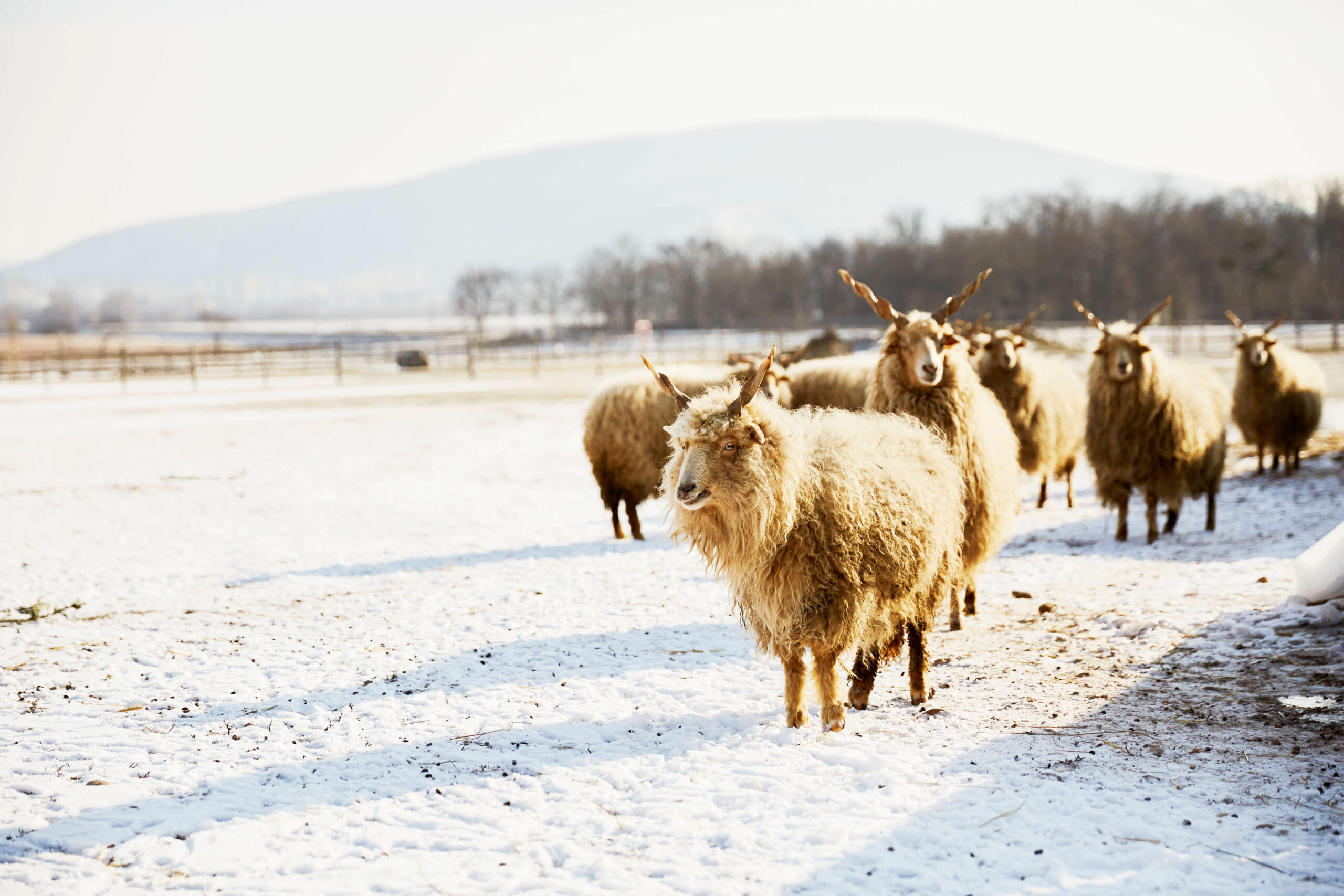 Winterwandern Wiener Alpen