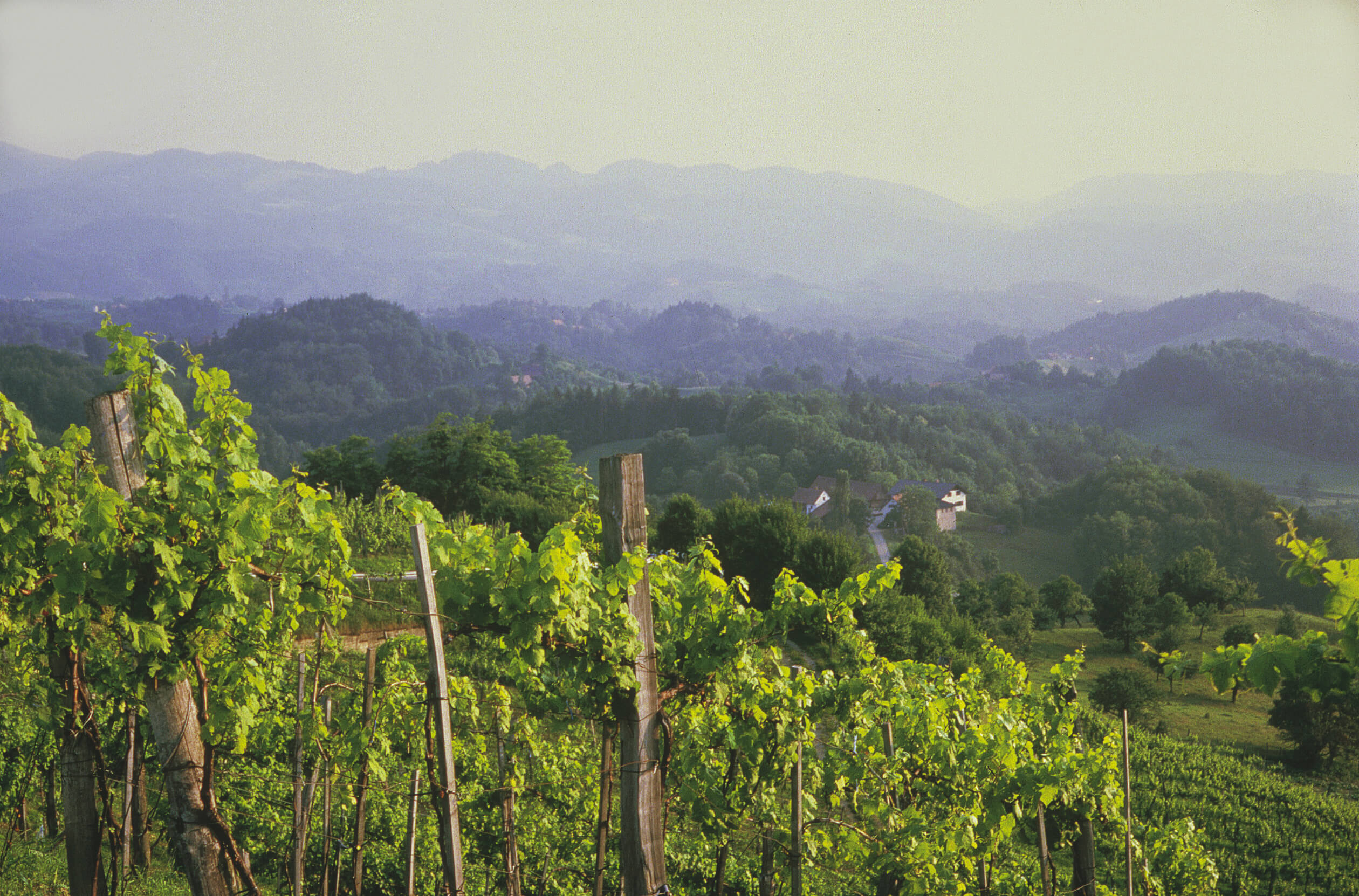 Weinberge Leibnitz ©