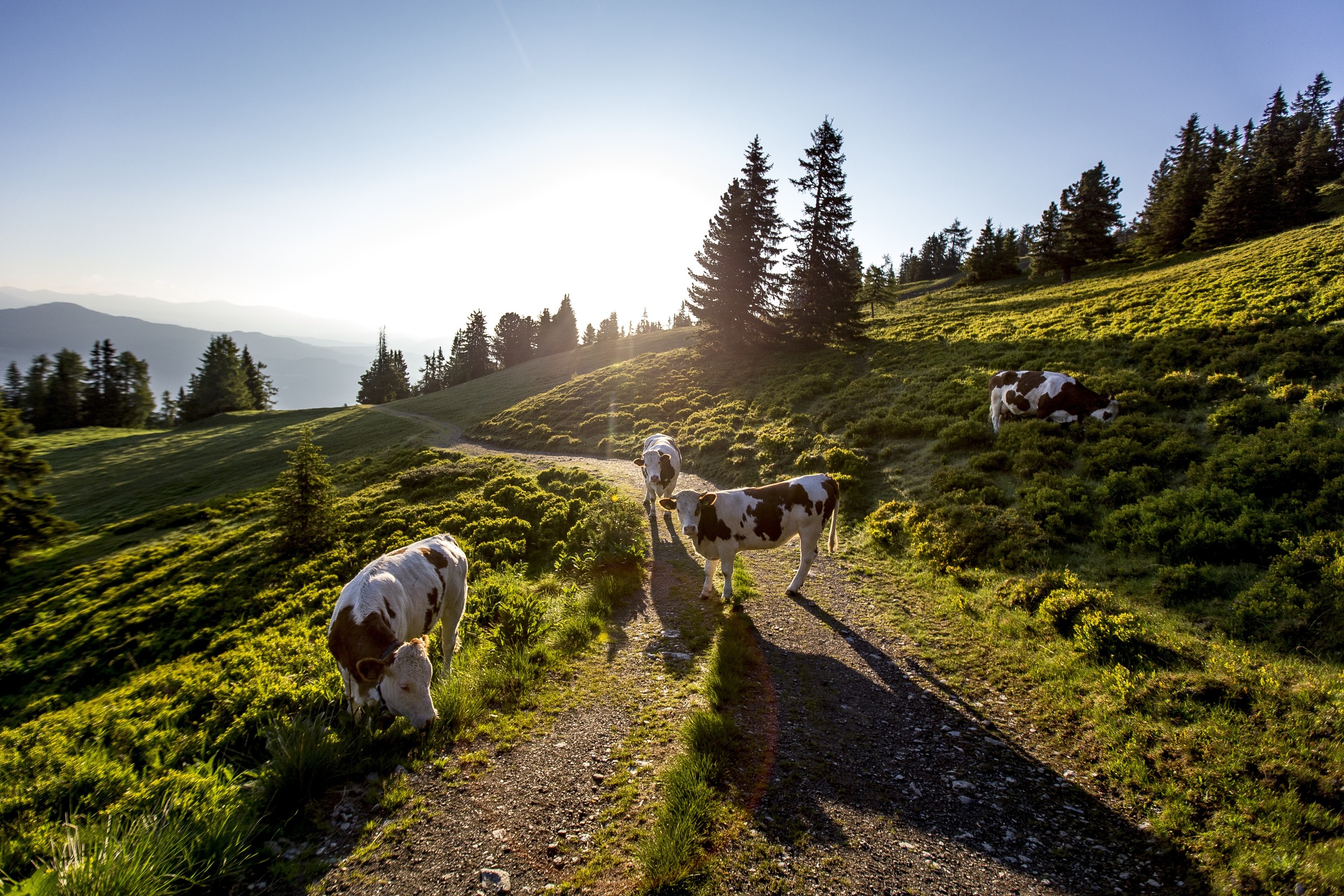 Frauenalpe bei Murau