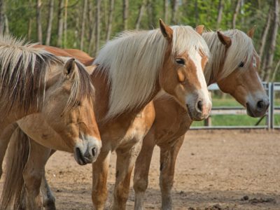 Reiturlaub am Ponyhof